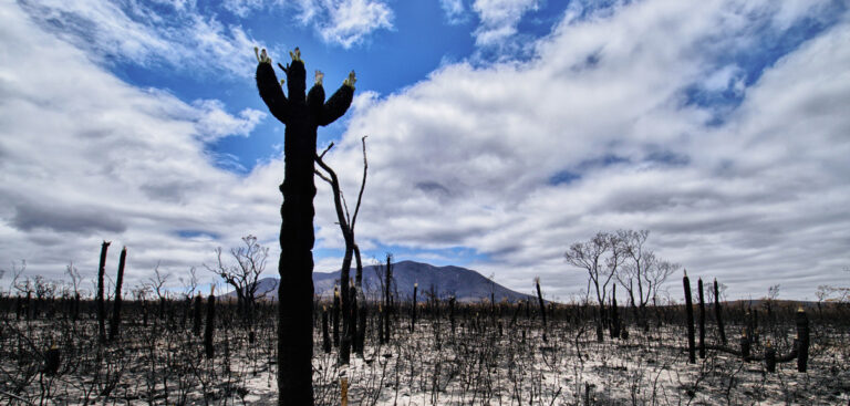 Australian bushfires push up CO₂ forecasts