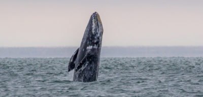Solar storms may ‘blind’ gray whales