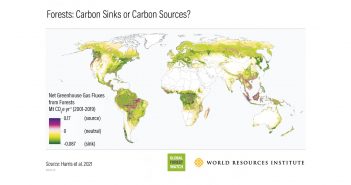 Research assesses forests’ role in carbon cycle