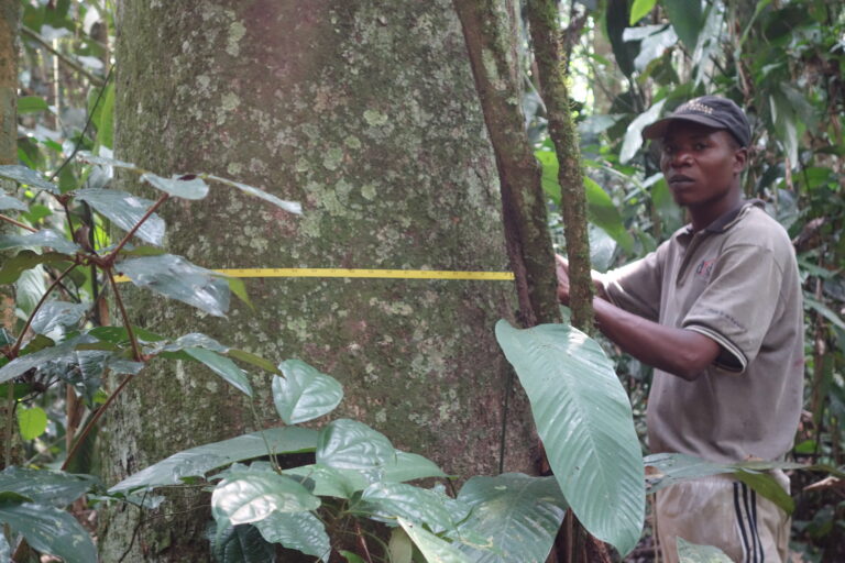 African rainforests still slowed climate change despite record heat and drought Rainforests