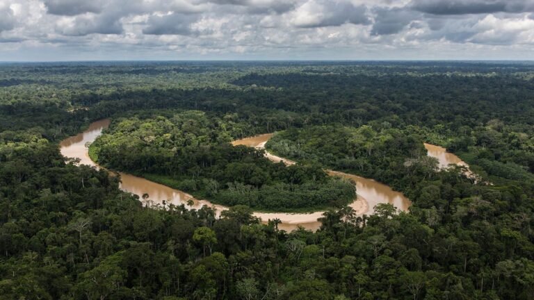 NASA study finds tropical forests’ ability to absorb carbon dioxide is waning amazon