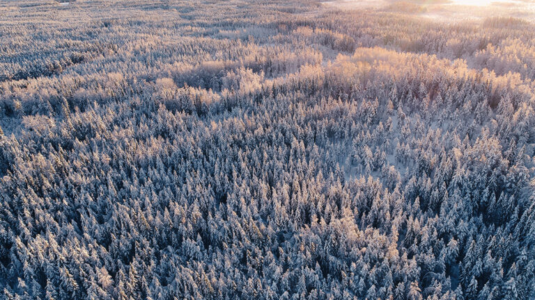 Research reveals the role of boreal forest emissions on cirrus clouds formation