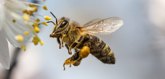 Air pollution causes 31% less pollination due to confused bees