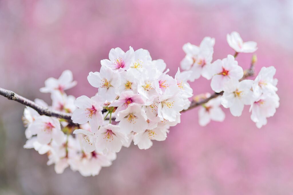 Human influence shifts Kyoto cherry blossom dates by more than a week