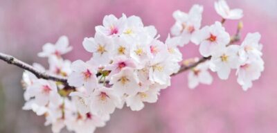 Human influence shifts Kyoto cherry blossom dates by more than a week