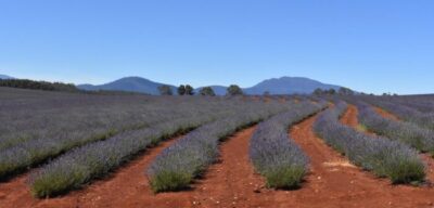 BoM launches online toolkit tailored to Australian agriculture sector