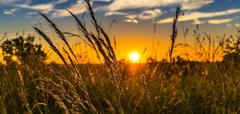 Changing climate is testing boundaries of wheat resilience in the UK