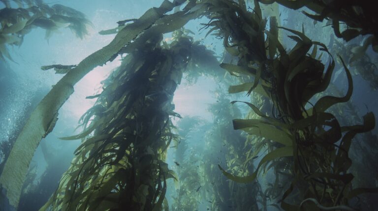 NOC launches European research project to evaluate ocean-based carbon dioxide removal