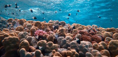 INTERVIEW: University of Arizona’s Diane Thompson explains what coral reefs can reveal about the future