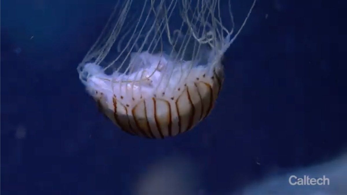 Caltech creates bionic jellyfish for deep ocean data collection ...