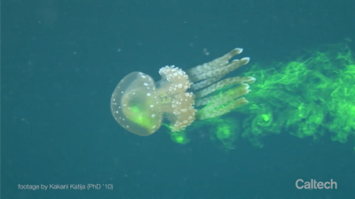 VIDEO: Caltech explores deep ocean with robotic jellyfish