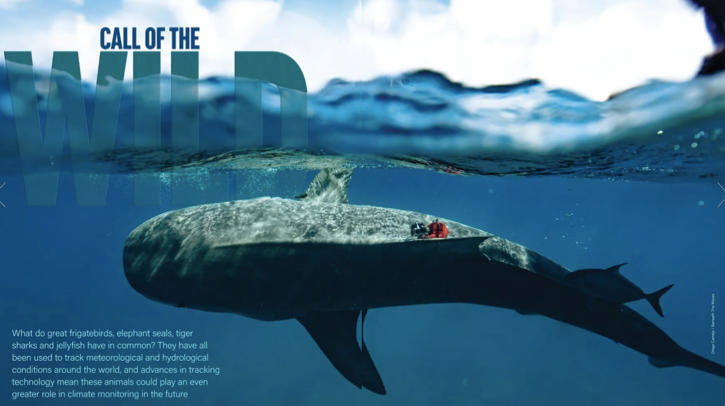 EXCLUSIVE FEATURE: How are great frigatebirds, elephant seals and tiger sharks tracking meteorological conditions around the world? What do great frigatebirds, elephant seals, tiger sharks and jellyfish have in common? They have all been used to track meteorological and hydrological conditions around the world, and advances in tracking technology mean these animals could play an even greater role in climate monitoring in the future.