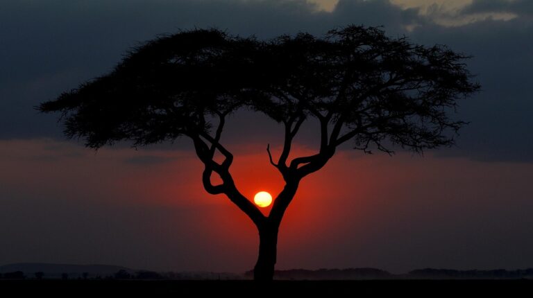 The sun sets behind a tree