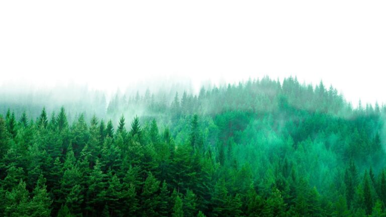 Green forest with mist and clear sky above.