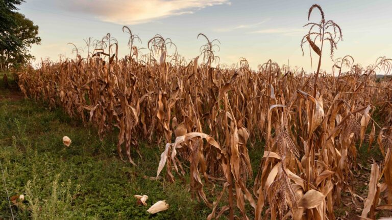 Extreme heat posing significant risks to ecosystems and agriculture, FAO-WMO report warns.