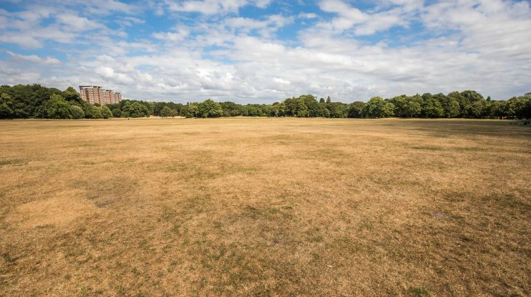 More than 2,700 estimated excess deaths in England and Wales during May and June heatwaves A large field with brown dried out grass and a row of trees in the distance.